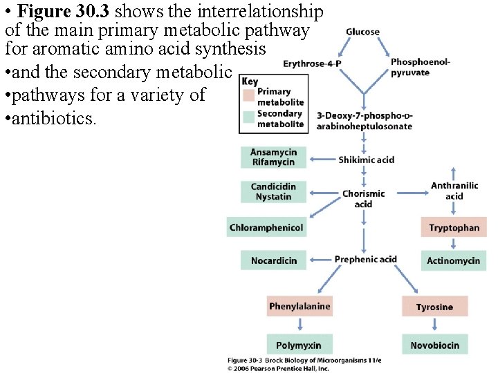  • Figure 30. 3 shows the interrelationship of the main primary metabolic pathway