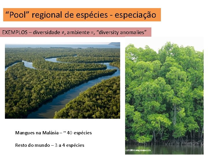“Pool” regional de espécies - especiação EXEMPLOS – diversidade ≠, ambiente =, “diversity anomalies”