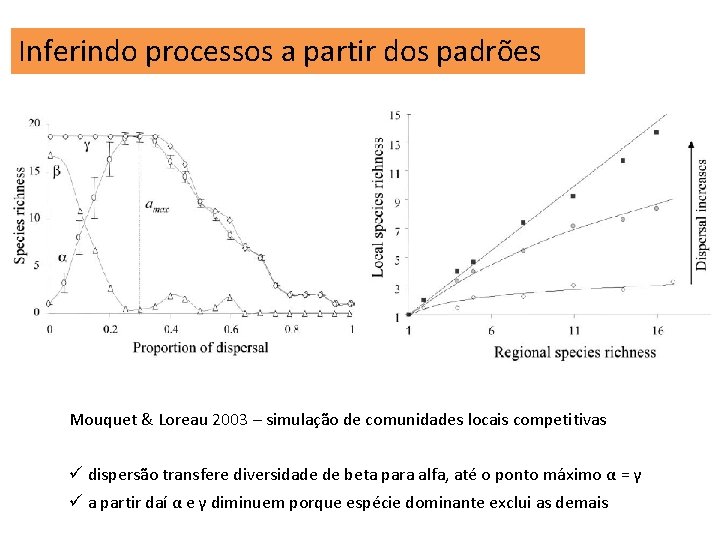 Inferindo processos a partir dos padrões Mouquet & Loreau 2003 – simulação de comunidades