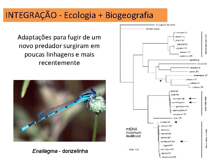 INTEGRAÇÃO - Ecologia + Biogeografia Adaptações para fugir de um novo predador surgiram em