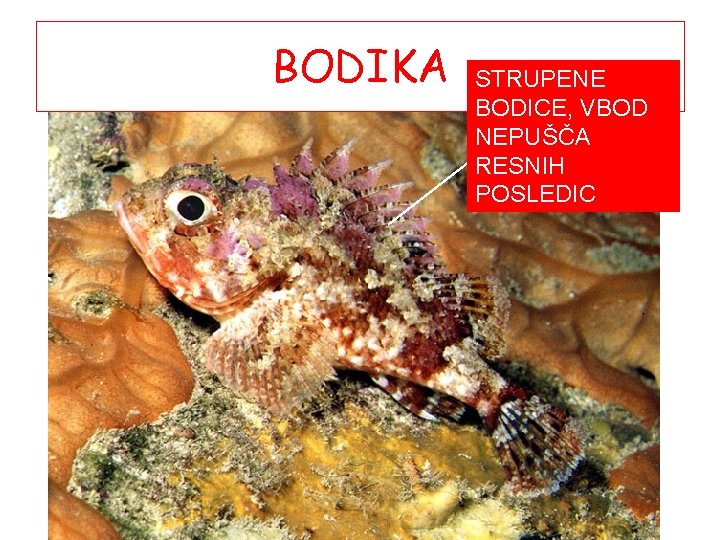 BODIKA STRUPENE BODICE, VBOD NEPUŠČA RESNIH POSLEDIC 