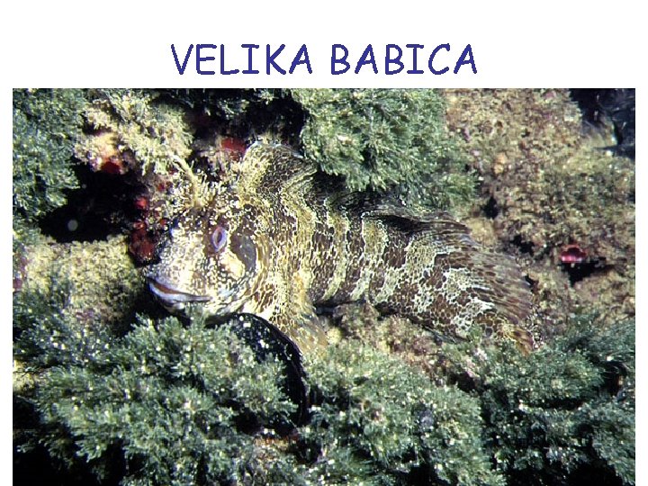 VELIKA BABICA 