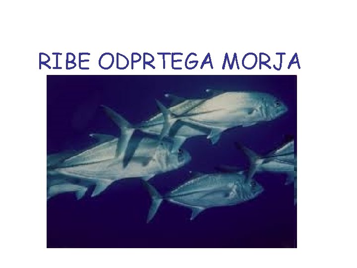 RIBE ODPRTEGA MORJA 