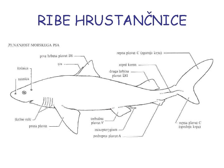 RIBE HRUSTANČNICE 