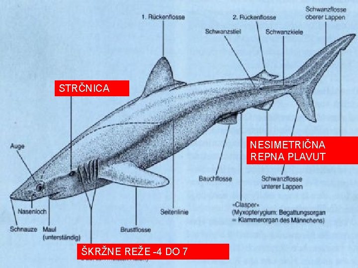 STRČNICA NESIMETRIČNA REPNA PLAVUT ŠKRŽNE REŽE -4 DO 7 