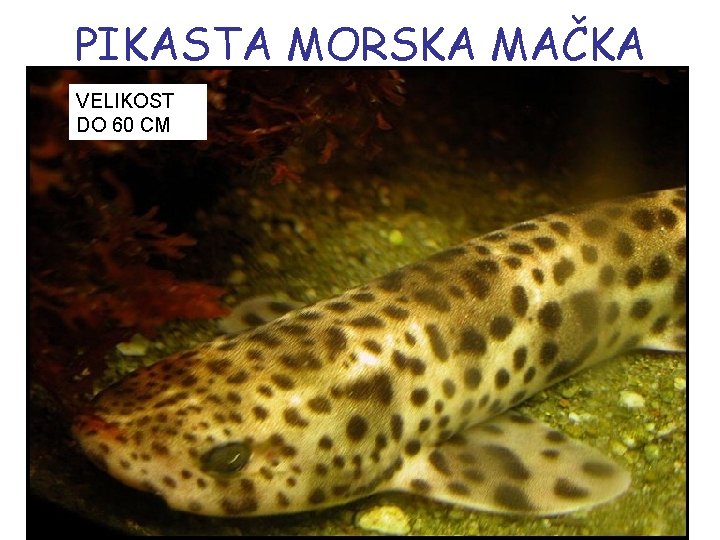 PIKASTA MORSKA MAČKA VELIKOST DO 60 CM 