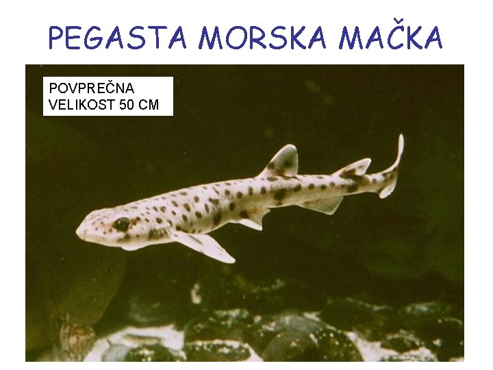 PEGASTA MORSKA MAČKA POVPREČNA VELIKOST 50 CM 