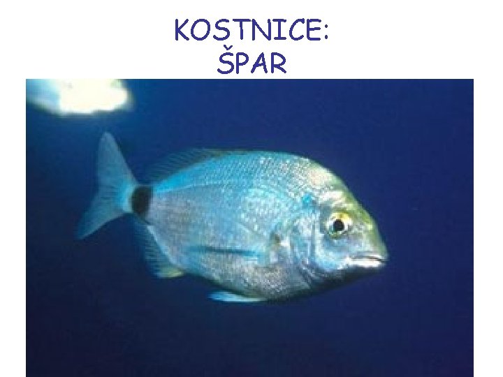 KOSTNICE: ŠPAR 