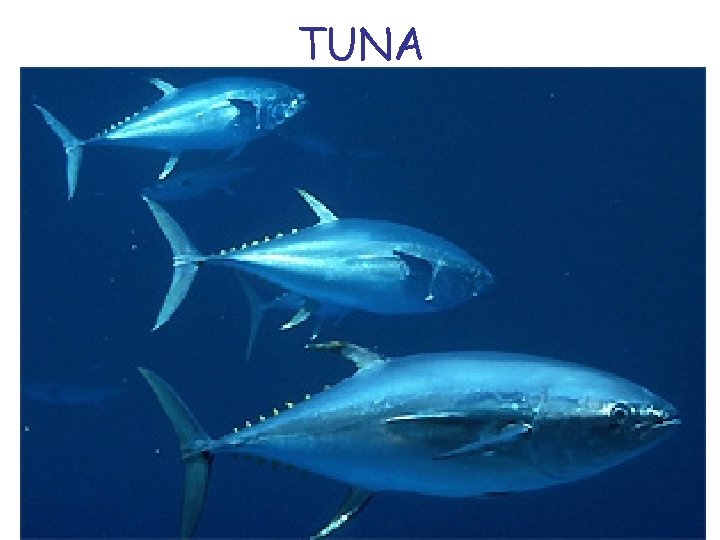 TUNA 