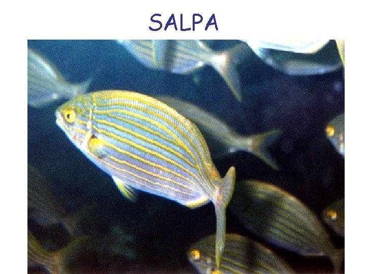 SALPA 