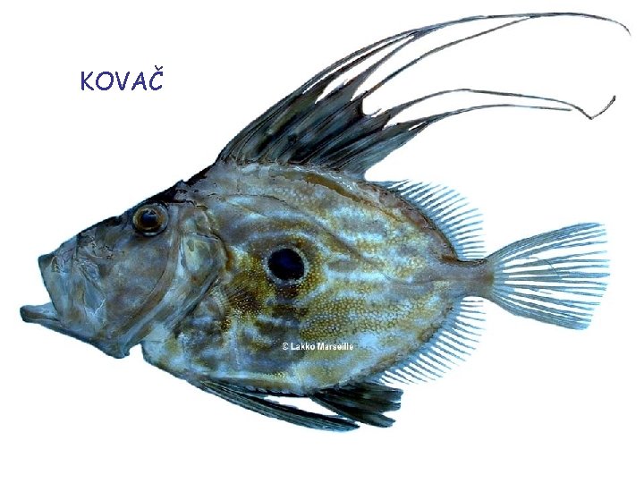 KOVAČ 