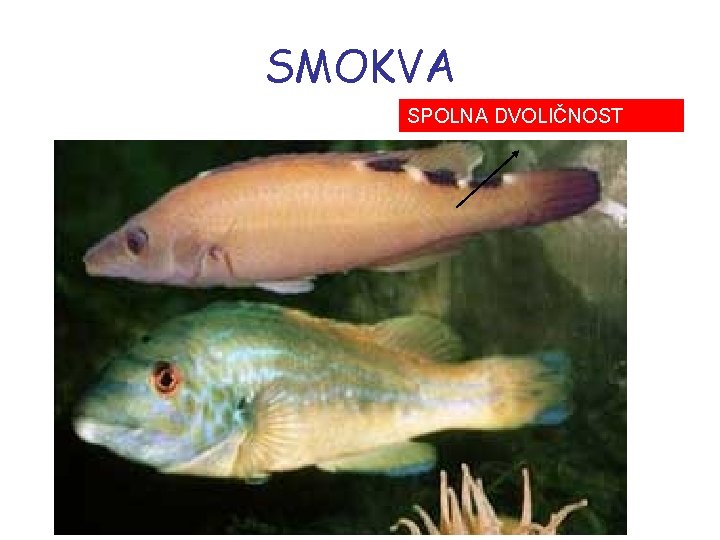 SMOKVA SPOLNA DVOLIČNOST 