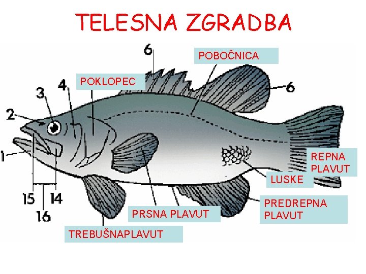 TELESNA ZGRADBA POBOČNICA POKLOPEC LUSKE PRSNA PLAVUT TREBUŠNAPLAVUT REPNA PLAVUT PREDREPNA PLAVUT 