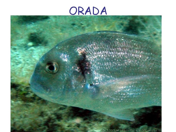 ORADA 