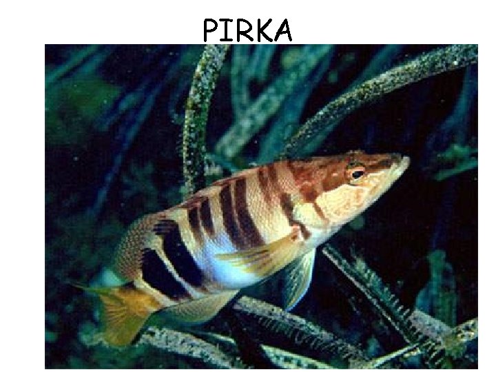PIRKA 