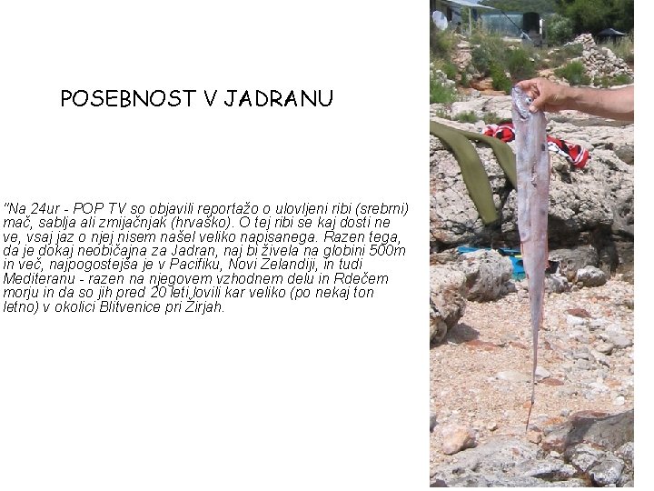 POSEBNOST V JADRANU "Na 24 ur - POP TV so objavili reportažo o ulovljeni
