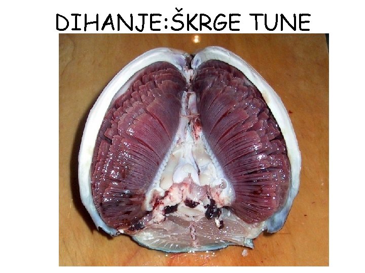 DIHANJE: ŠKRGE TUNE 