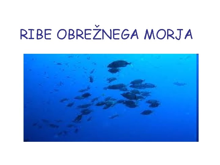 RIBE OBREŽNEGA MORJA 