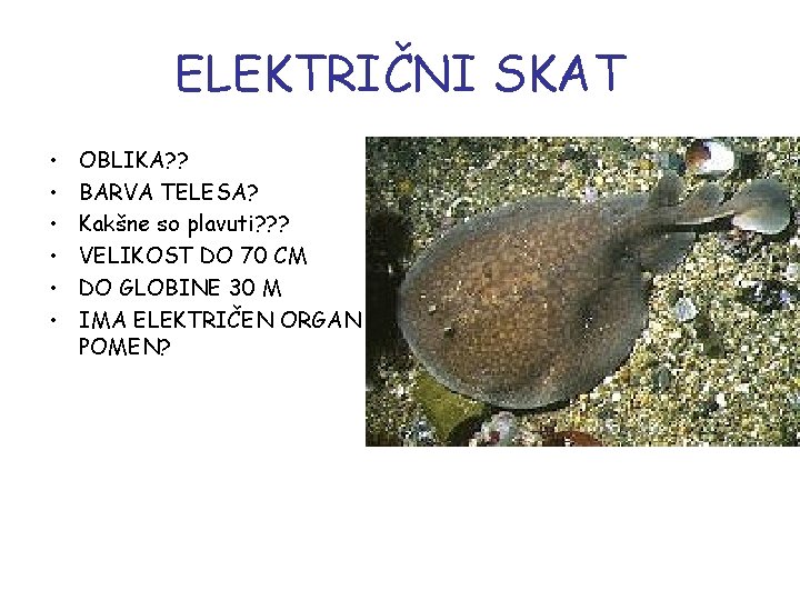 ELEKTRIČNI SKAT • • • OBLIKA? ? BARVA TELESA? Kakšne so plavuti? ? ?