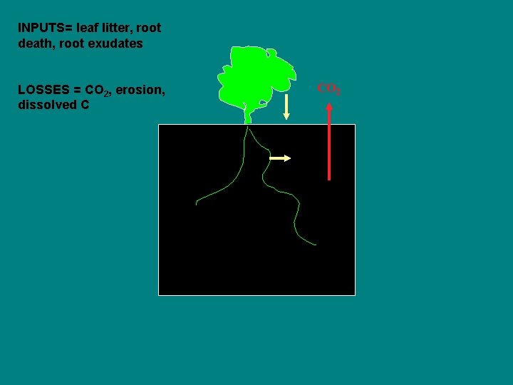 INPUTS= leaf litter, root death, root exudates LOSSES = CO 2, erosion, dissolved C