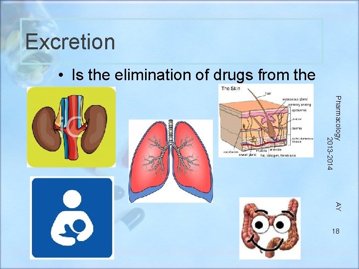 Excretion Pharmacology 2013 -2014 • Is the elimination of drugs from the body AY