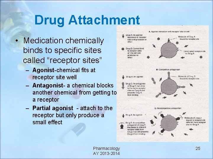 Drug Attachment • Medication chemically binds to specific sites called “receptor sites” – Agonist-chemical