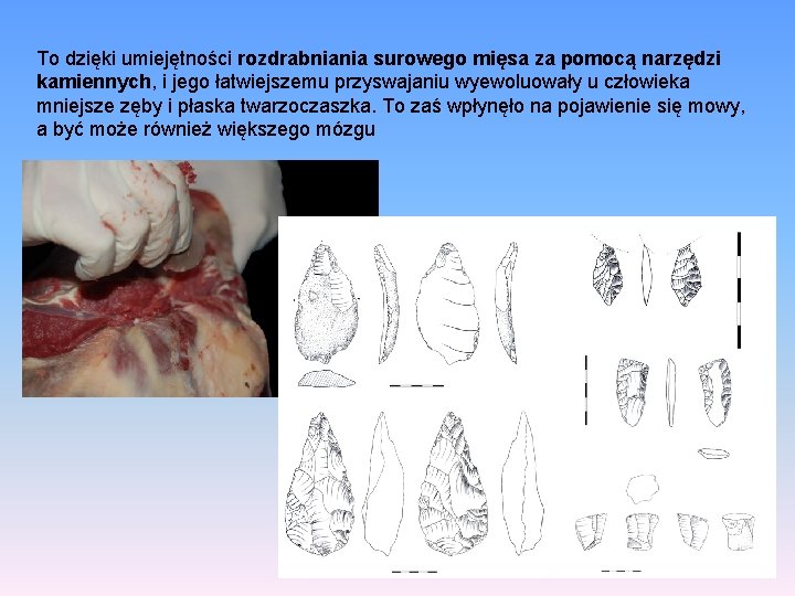 To dzięki umiejętności rozdrabniania surowego mięsa za pomocą narzędzi kamiennych, i jego łatwiejszemu przyswajaniu