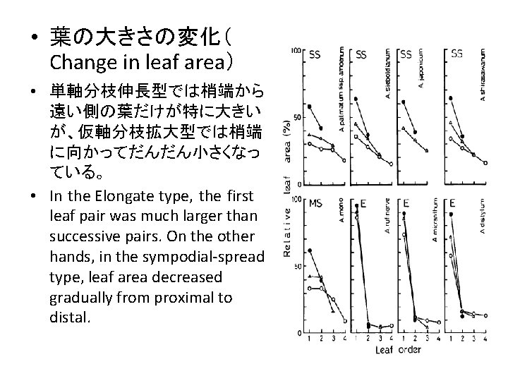  • 葉の大きさの変化（ Change in leaf area） • 単軸分枝伸長型では梢端から 遠い側の葉だけが特に大きい が、仮軸分枝拡大型では梢端 に向かってだんだん小さくなっ ている。 •