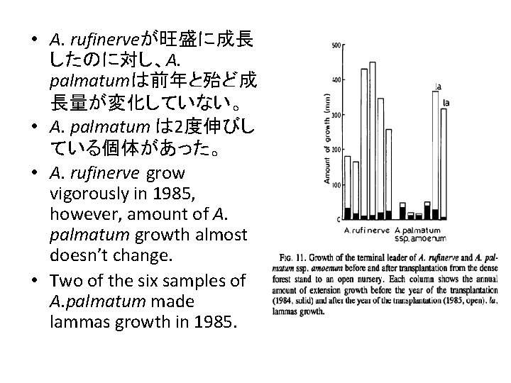  • A. rufinerveが旺盛に成長 したのに対し、A. palmatumは前年と殆ど成 長量が変化していない。 • A. palmatum は 2度伸びし ている個体があった。 •