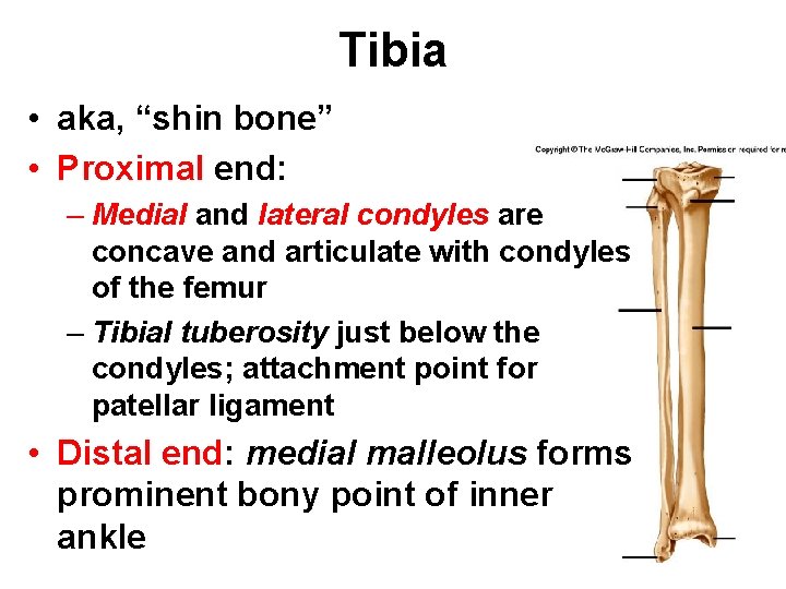 Tibia • aka, “shin bone” • Proximal end: – Medial and lateral condyles are