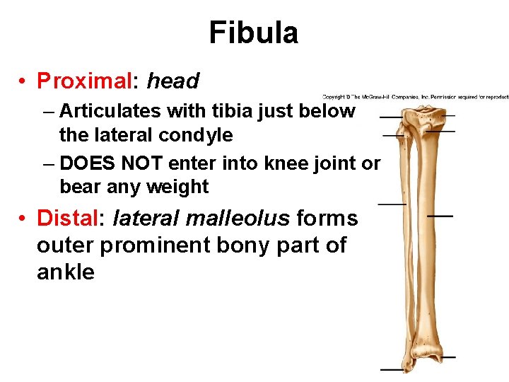 Fibula • Proximal: head – Articulates with tibia just below the lateral condyle –