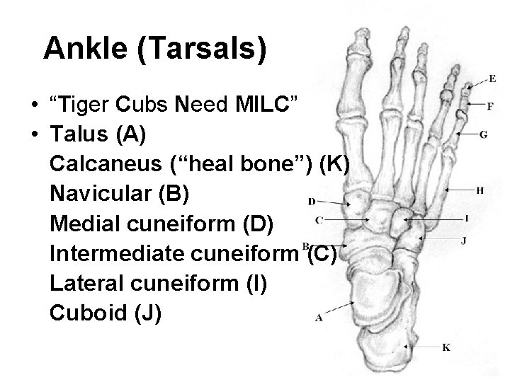 Ankle (Tarsals) • “Tiger Cubs Need MILC” • Talus (A) Calcaneus (“heal bone”) (K)