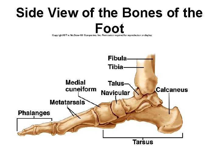 Side View of the Bones of the Foot 