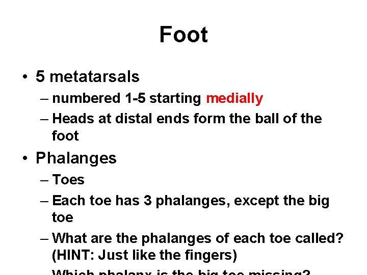 Foot • 5 metatarsals – numbered 1 -5 starting medially – Heads at distal