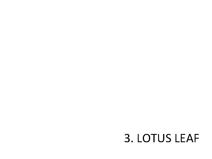 3. LOTUS LEAF 