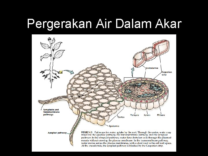 Pergerakan Air Dalam Akar 