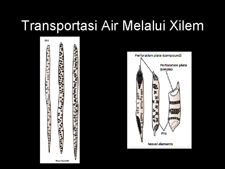 Transportasi Air Melalui Xilem 