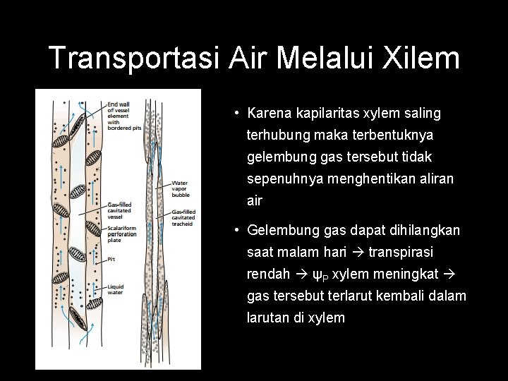 Transportasi Air Melalui Xilem • Karena kapilaritas xylem saling terhubung maka terbentuknya gelembung gas