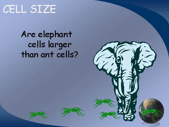 CELL SIZE Are elephant cells larger than ant cells? 