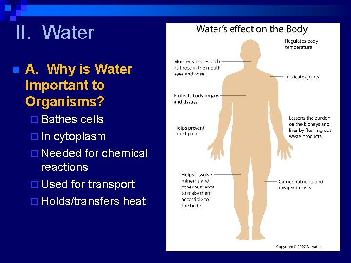 II. Water n A. Why is Water Important to Organisms? ¨ Bathes cells ¨
