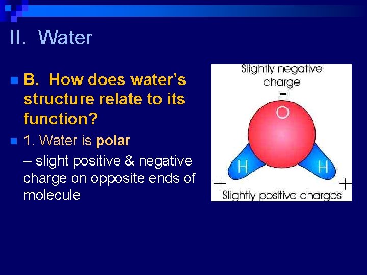 II. Water n B. How does water’s structure relate to its function? n 1.