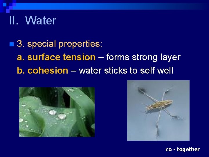 II. Water n 3. special properties: a. surface tension – forms strong layer b.