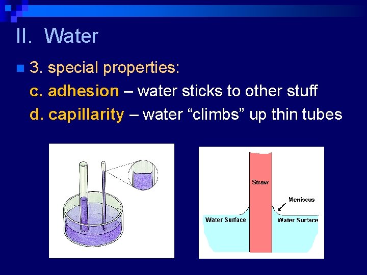 II. Water n 3. special properties: c. adhesion – water sticks to other stuff