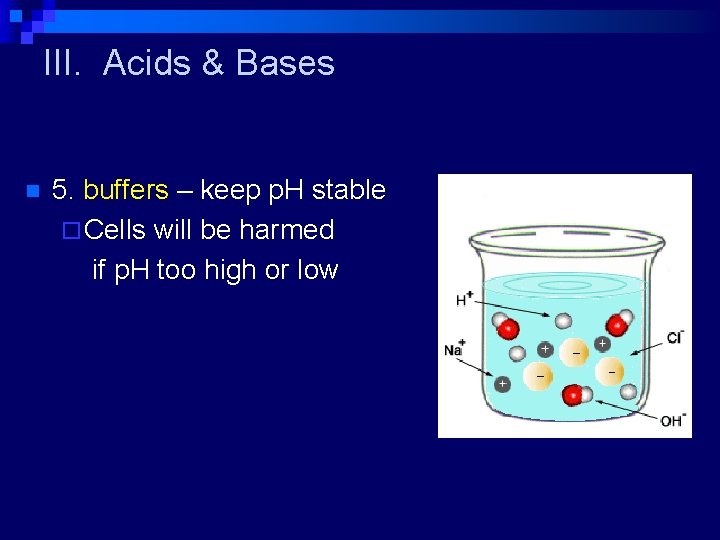 III. Acids & Bases n 5. buffers – keep p. H stable ¨ Cells