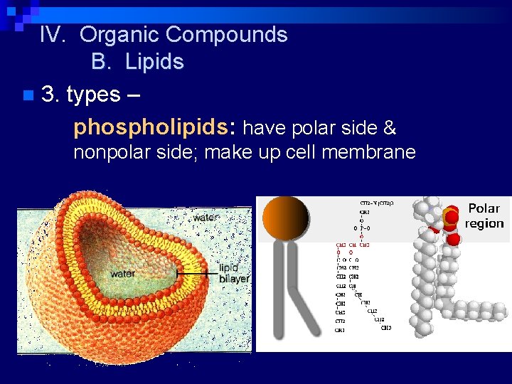 IV. Organic Compounds B. Lipids n 3. types – phospholipids: have polar side &