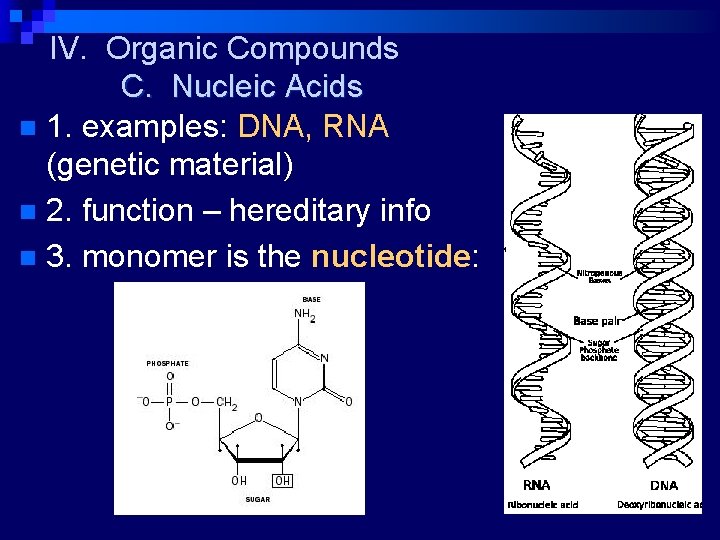 IV. Organic Compounds C. Nucleic Acids n 1. examples: DNA, RNA (genetic material) n