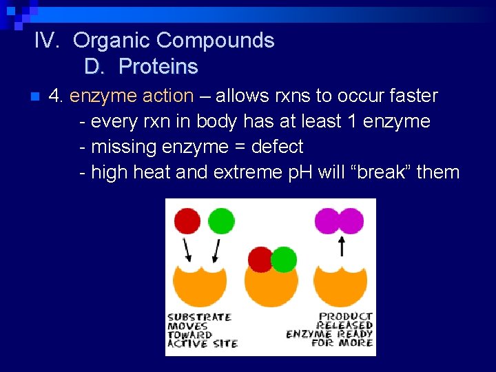 IV. Organic Compounds D. Proteins n 4. enzyme action – allows rxns to occur
