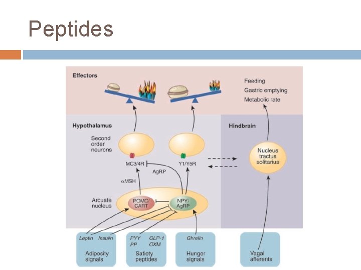 Peptides 