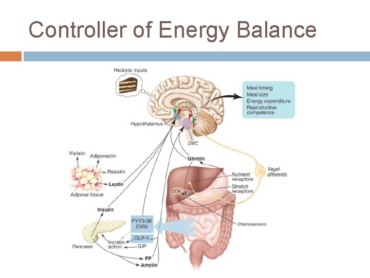 Controller of Energy Balance 