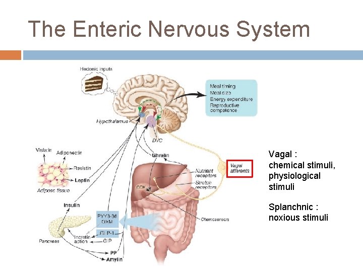 The Enteric Nervous System Vagal : chemical stimuli, physiological stimuli Splanchnic : noxious stimuli